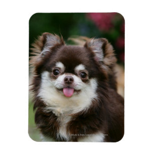 Lång Haired ChihuahuaHeadshot 1 Magnet