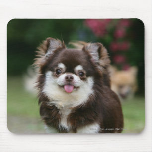Lång Haired ChihuahuaHeadshot 1 Musmatta
