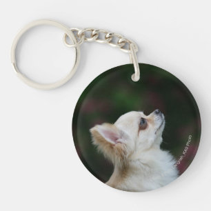 Lång Haired ChihuahuaHeadshot 2