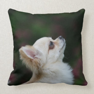 Lång Haired ChihuahuaHeadshot 2 Kudde