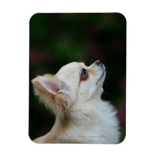 Lång Haired ChihuahuaHeadshot 2 Magnet