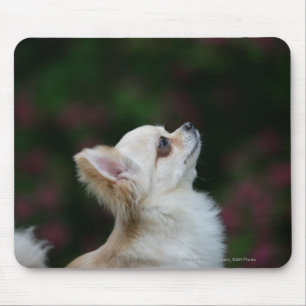 Lång Haired ChihuahuaHeadshot 2 Musmatta