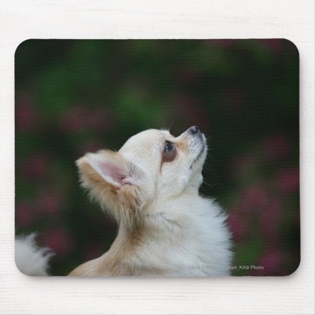 Lång Haired ChihuahuaHeadshot 2 Musmatta (Framsidan)