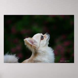 Lång Haired ChihuahuaHeadshot 2 Poster