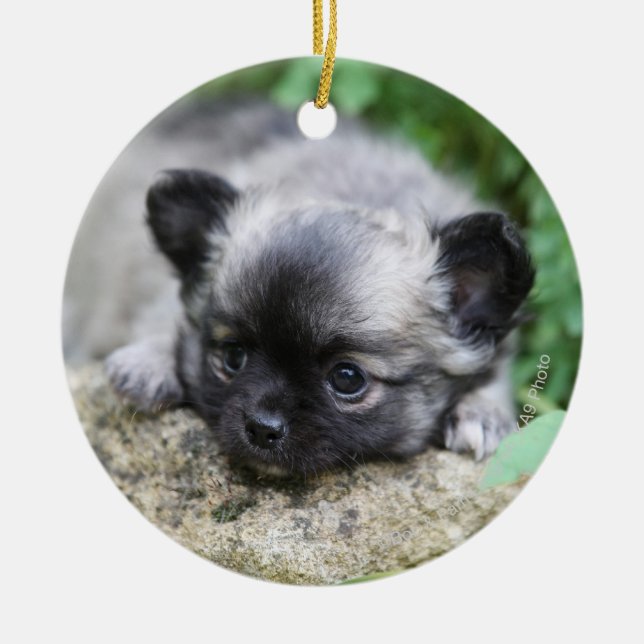 Lång Haired Chihuahuavalp Julgransprydnad Keramik (Framsidan)