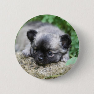 Lång Haired Chihuahuavalp Knapp