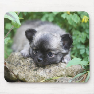 Lång Haired Chihuahuavalp Musmatta