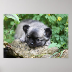 Lång Haired Chihuahuavalp Poster