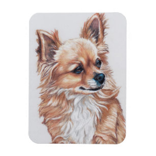Lång Haired magnet för Chihuahuahundkonst