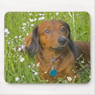 lång haired tax musmatta