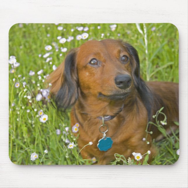 lång haired tax musmatta (Framsidan)