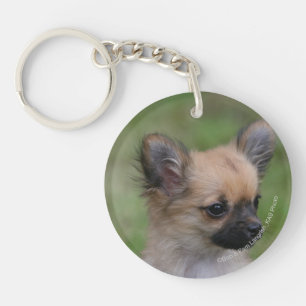 Lång Haired tittar kamera för Chihuahua valp