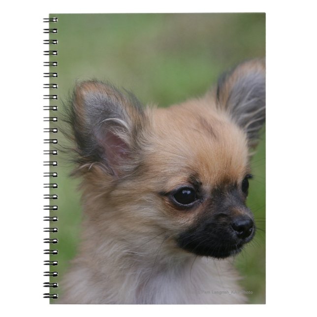 Lång Haired tittar kamera för Chihuahua valp Anteckningsbok (Framsidan)