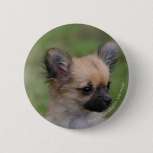 Lång Haired tittar kamera för Chihuahua valp Knapp