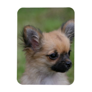 Lång Haired tittar kamera för Chihuahua valp Magnet