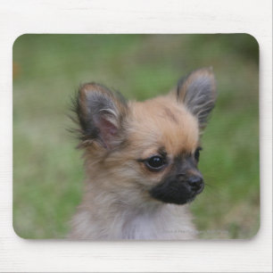 Lång Haired tittar kamera för Chihuahua valp Musmatta