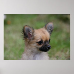 Lång Haired tittar kamera för Chihuahua valp Poster