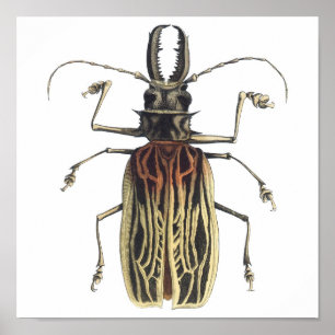 Lång-Horned skalbagge, Prionus Cervicornis Poster