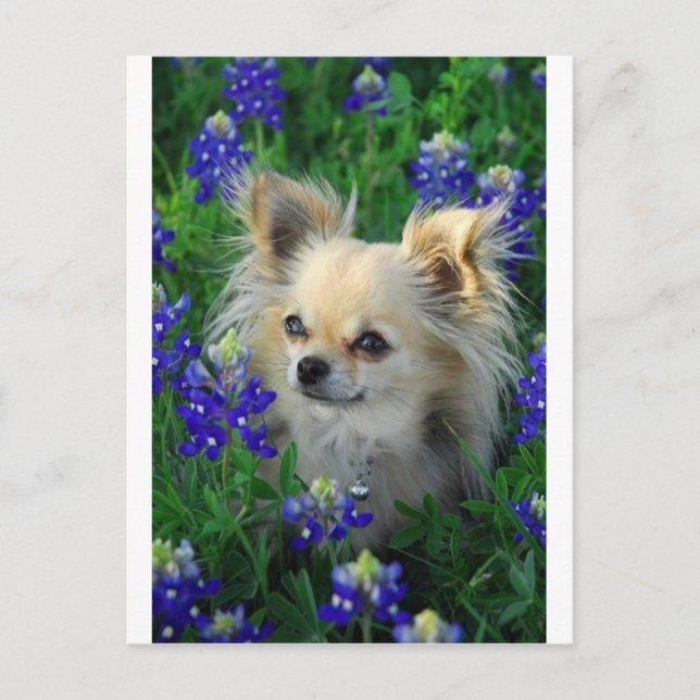 Lång Jacka Chihuahua i Blue Bonnets Vykort (Framsida)