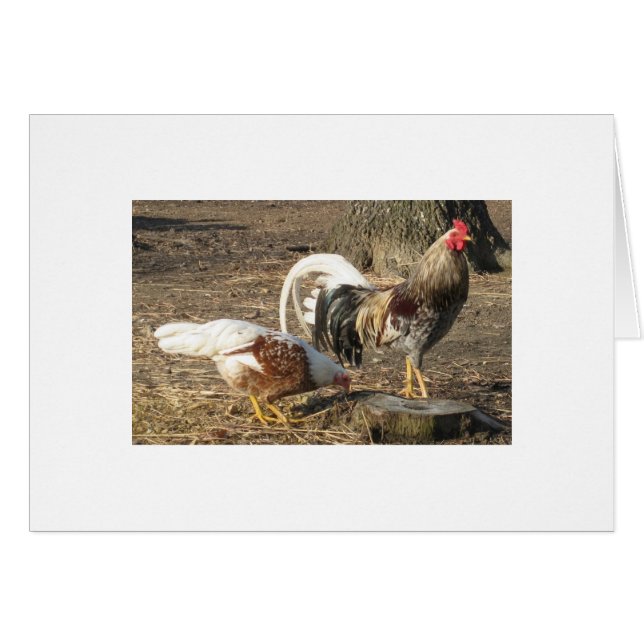 Lång-Svan för Alabama blåttspillror Gamecock Hälsningskort (Framsidan Horizontal)