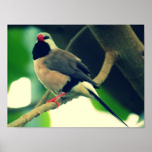Lång-tailed Finch Poster