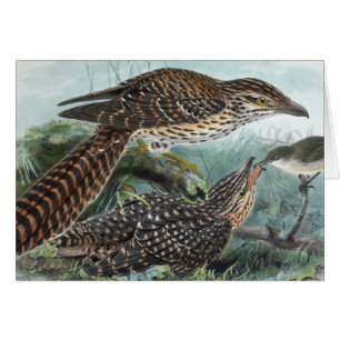 Lång-Tailed gökvintageillustration Hälsningskort