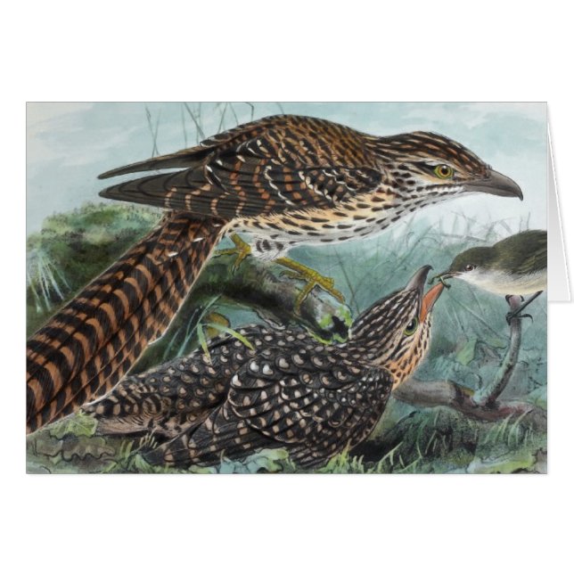 Lång-Tailed gökvintageillustration Hälsningskort (Framsidan Horizontal)