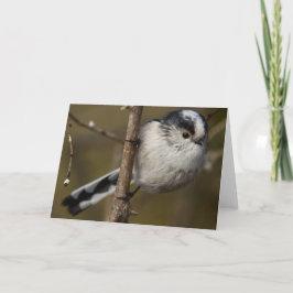 LÅNG TAILED TIT KORT