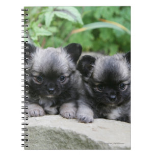 Långa Haired Chihuahuavalpar Anteckningsbok