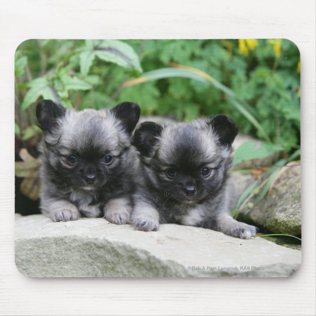 Långa Haired Chihuahuavalpar Musmatta (Framsidan)