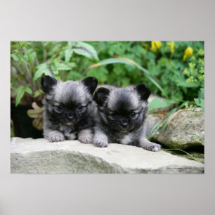 Långa Haired Chihuahuavalpar Poster