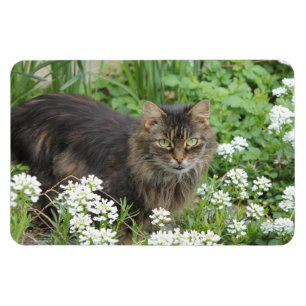 Långbenat katt av Domestic Magnet