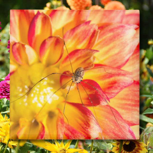 Långbensspindel på gul röd dahlia magnet (Skapare uppladdad)