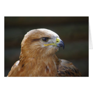 Långbent Buzzard Hälsningskort