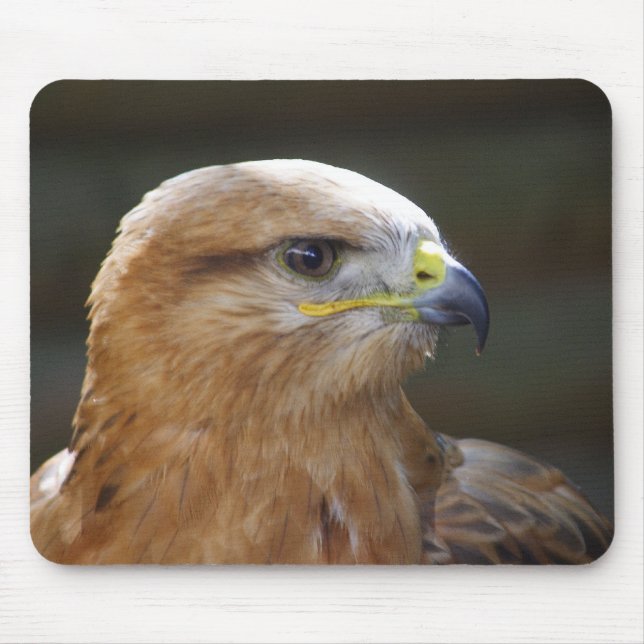 Långbent Buzzard Musmatta (Framsidan)