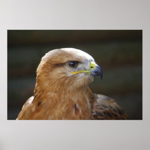 Långbent Buzzard Poster