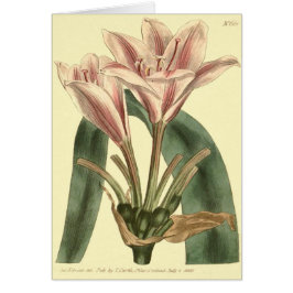 Långbladig Amaryllis Illustration Hälsningskort