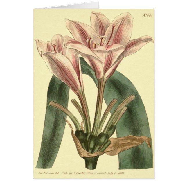 Långbladig Amaryllis Illustration Hälsningskort (Framsidan)