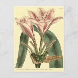 Långbladig Amaryllis Illustration Vykort