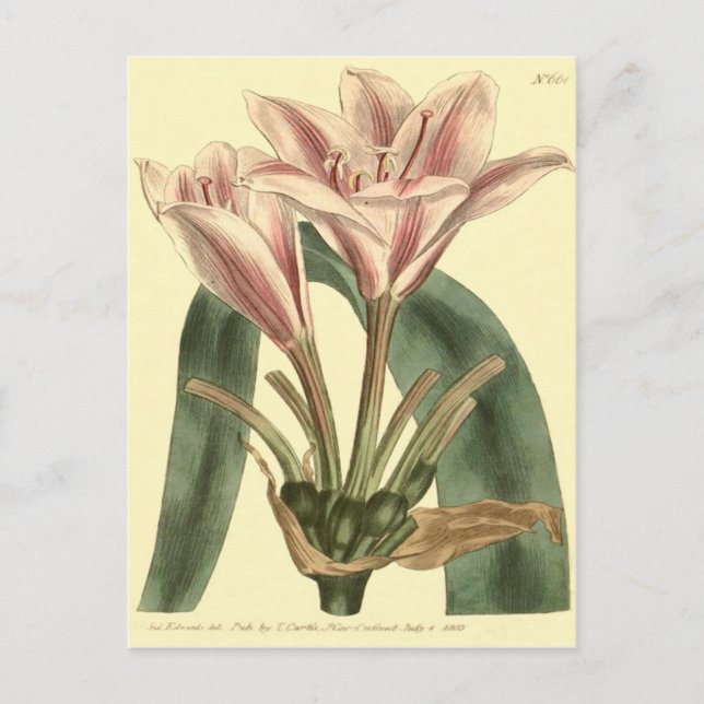 Långbladig Amaryllis Illustration Vykort (Framsida)