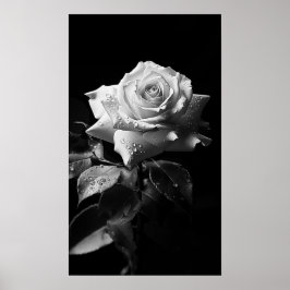 Långdistanserat vit ros B&W-foto Poster