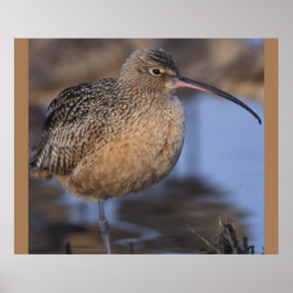 Långfakturerad Curlew Poster