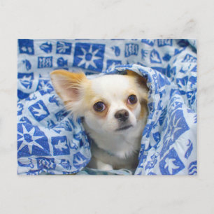 Långfristig chihuahua puppy vykort