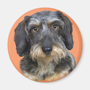 Långfristigt Dachshund Porträtt-gåvor Magnet