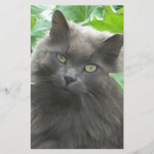 Långfristigt Grått, ryskt blått katt Brevpapper
