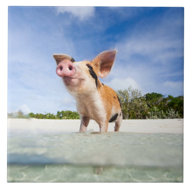 Långgris Kakelplatta (Framsidan)