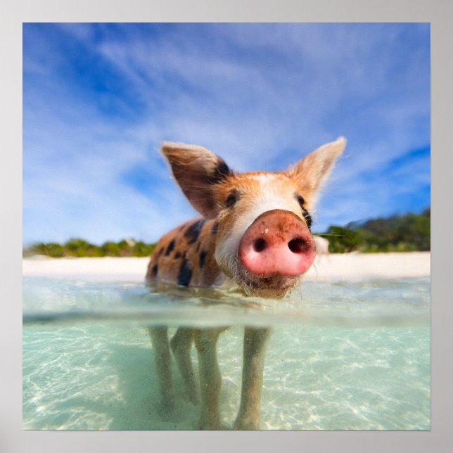 Långgris Poster (Framsidan)