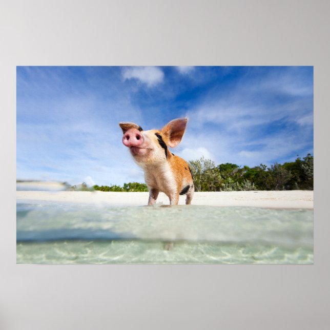 Långgris Poster (Framsidan)