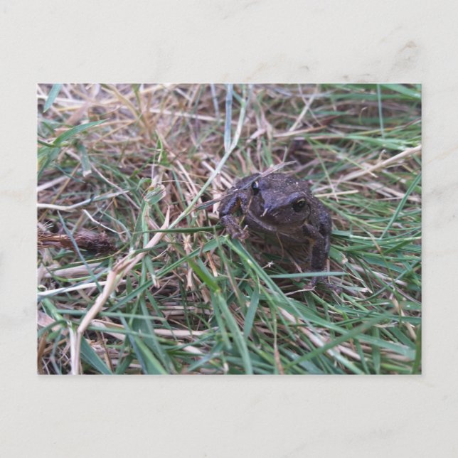 Långgroda Vykort (Framsida)