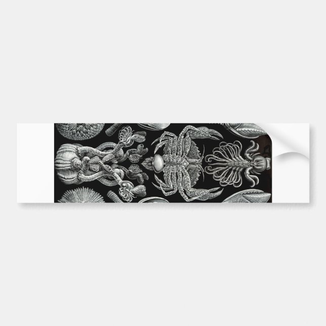 Långhalsar Bildekal (Framsidan)